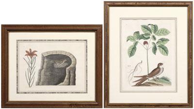 Two Mark Catesby engravings
