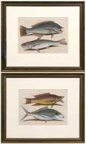 Two Mark Catesby engravings (B