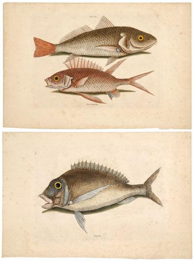 Two Mark Catesby fish prints