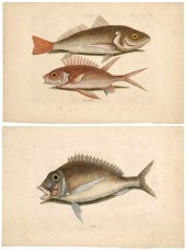 Two Mark Catesby fish prints (