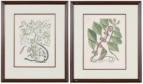 TWO MARK CATESBY SNAKE