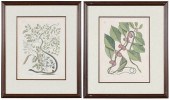 TWO MARK CATESBY SNAKE PRINTS(