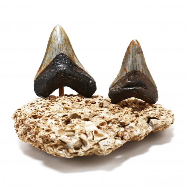 TWO MID-SIZE FOSSILIZED MEGALODON