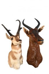TWO MOUNTSTwo Mounts, one comm