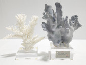 TWO NATURAL CORAL COLONY DISPL