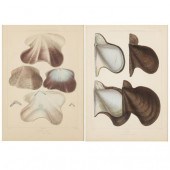 TWO NINETEENTH CENTURY NATURAL