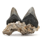 TWO NORTH CAROLINA MEGALODON T