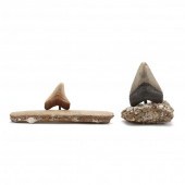 TWO NORTH CAROLINA MEGALODON T