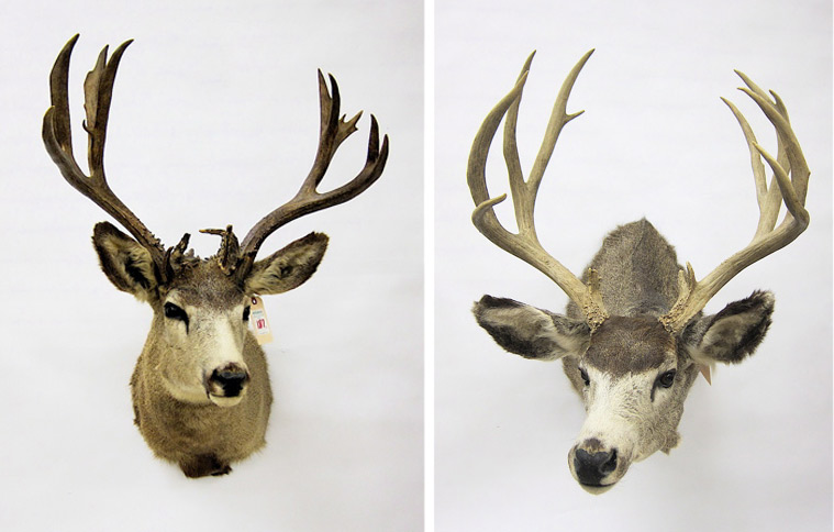 TWO NORTHWEST TROPHY GAME MOUNTS