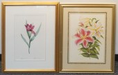 TWO OFFSET BOTANICAL PRINTS, F