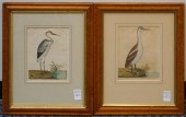 TWO ORNITHOLOGICAL COLORED ENG