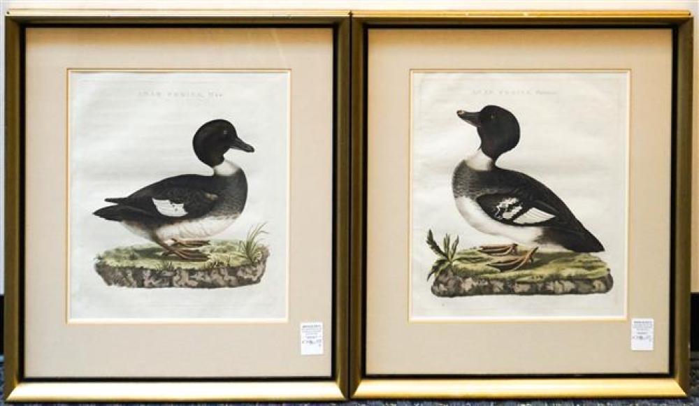 TWO ORNITHOLOGICAL COLORED