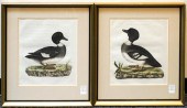TWO ORNITHOLOGICAL COLORED ENG