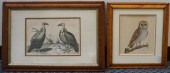 TWO ORNITHOLOGICAL ENGRAVINGS