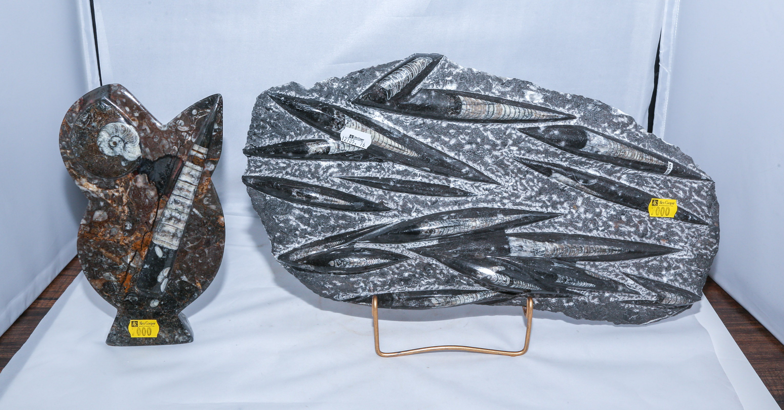 TWO ORTHOCERAS & AMMONITE FOSSIL