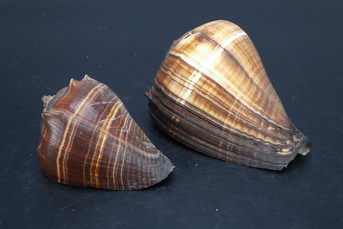 TWO PACIFIC CROWN CONCH