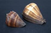 TWO PACIFIC CROWN CONCH SEASHE