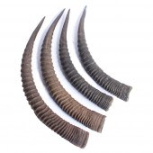 TWO PAIR AFRICAN IMPALA / ANTE