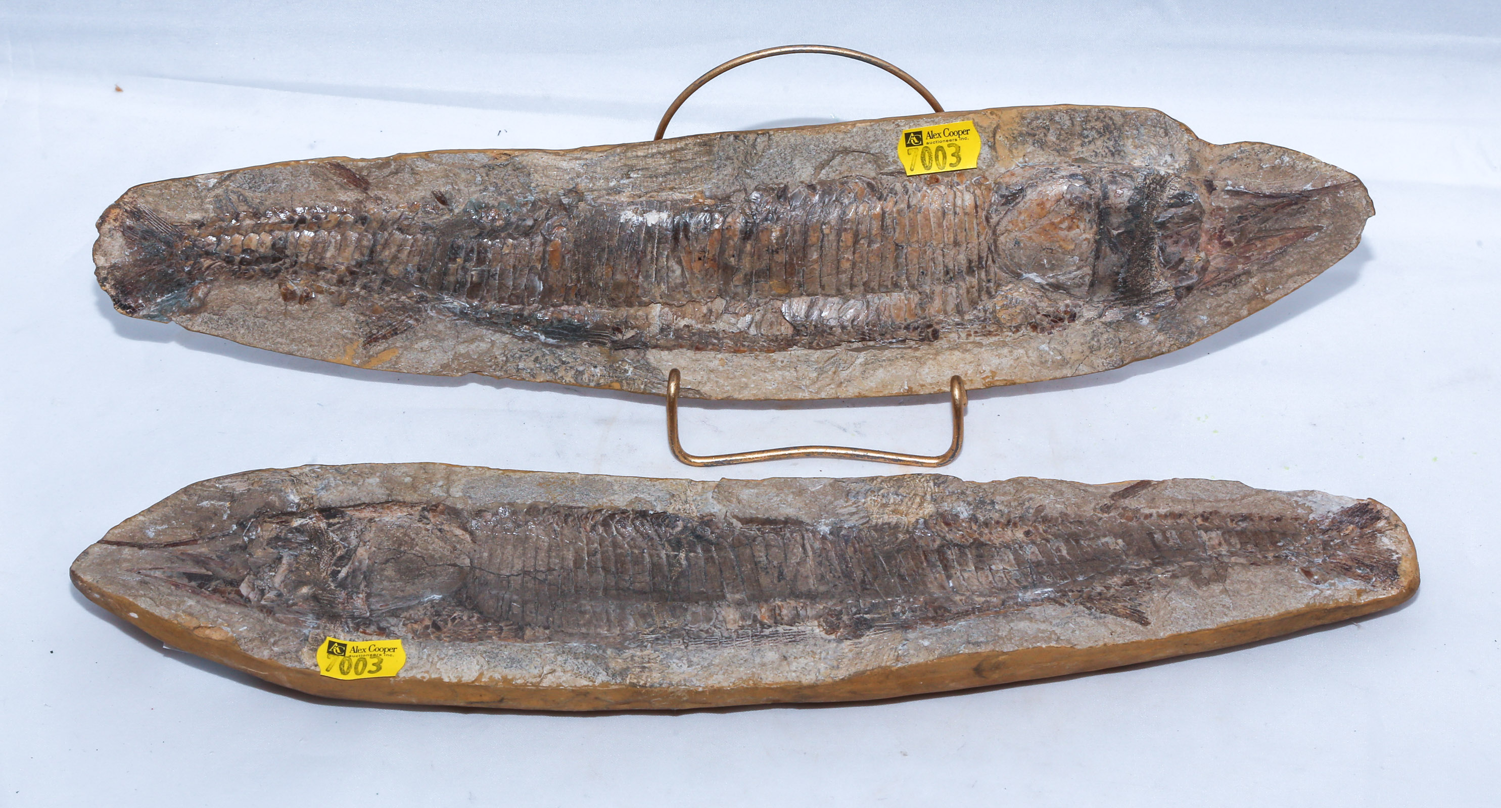 TWO-PART SWORD-NOSE FISH FOSSIL A
