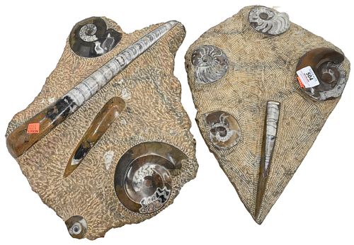 TWO PIECE SEASHELL FOSSIL LOTTwo