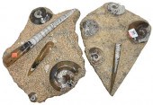 TWO PIECE SEASHELL FOSSIL LOTT