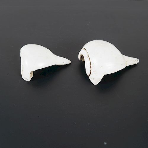 TWO POLISHED LIGHTNING WHELK