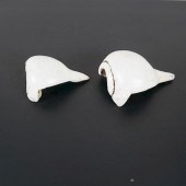 TWO POLISHED LIGHTNING WHELK S