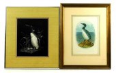 TWO PORTRAYALS OF LOONS, INCLU