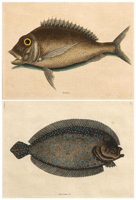 Two prints after Mark Catesby:
