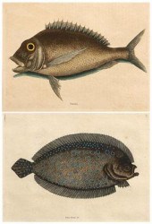Two prints after Mark Catesby: