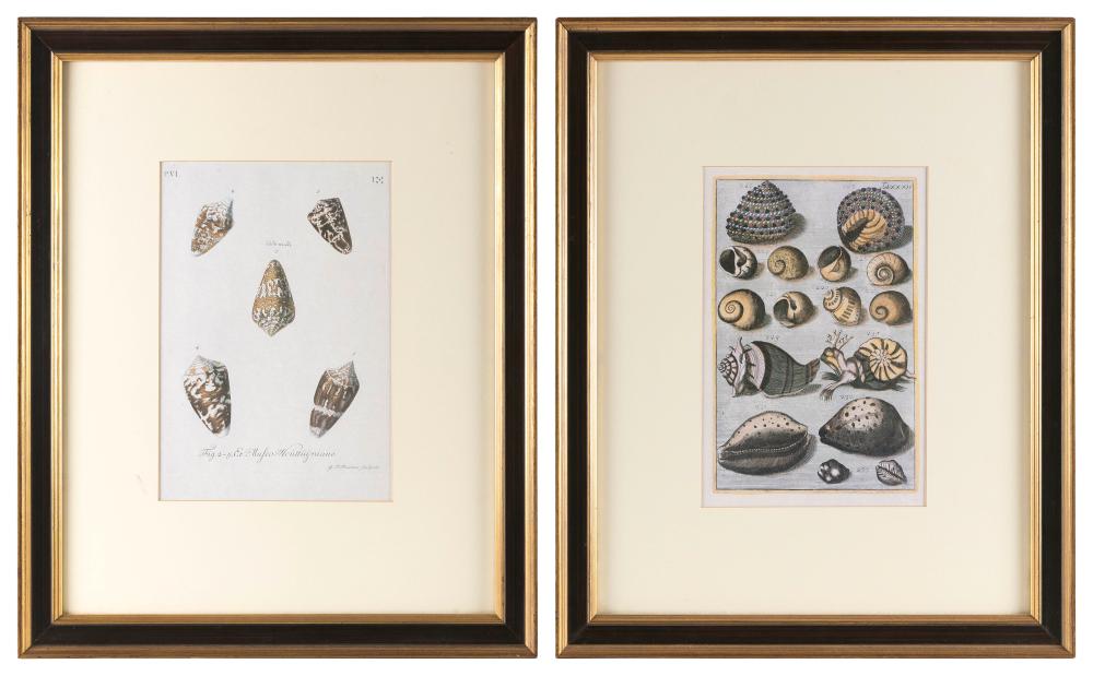 TWO PRINTS OF SEASHELLS 20TH