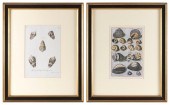 TWO PRINTS OF SEASHELLS 20TH C