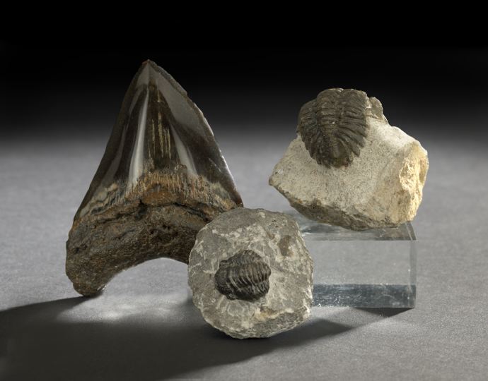 Two Rare Ancient Trilobite Fossils,