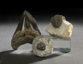 Two Rare Ancient Trilobite Fos