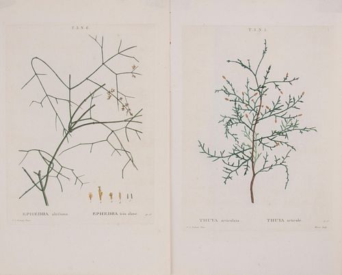 TWO REDOUTE ENGRAVINGS, TRAITE