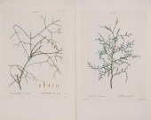 TWO REDOUTE ENGRAVINGS, TRAITE