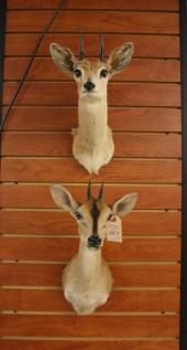 TWO SMALL VARIETY AFRICAN ANTE