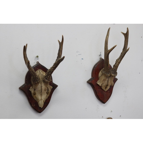 Two small vintage antlers on wooden