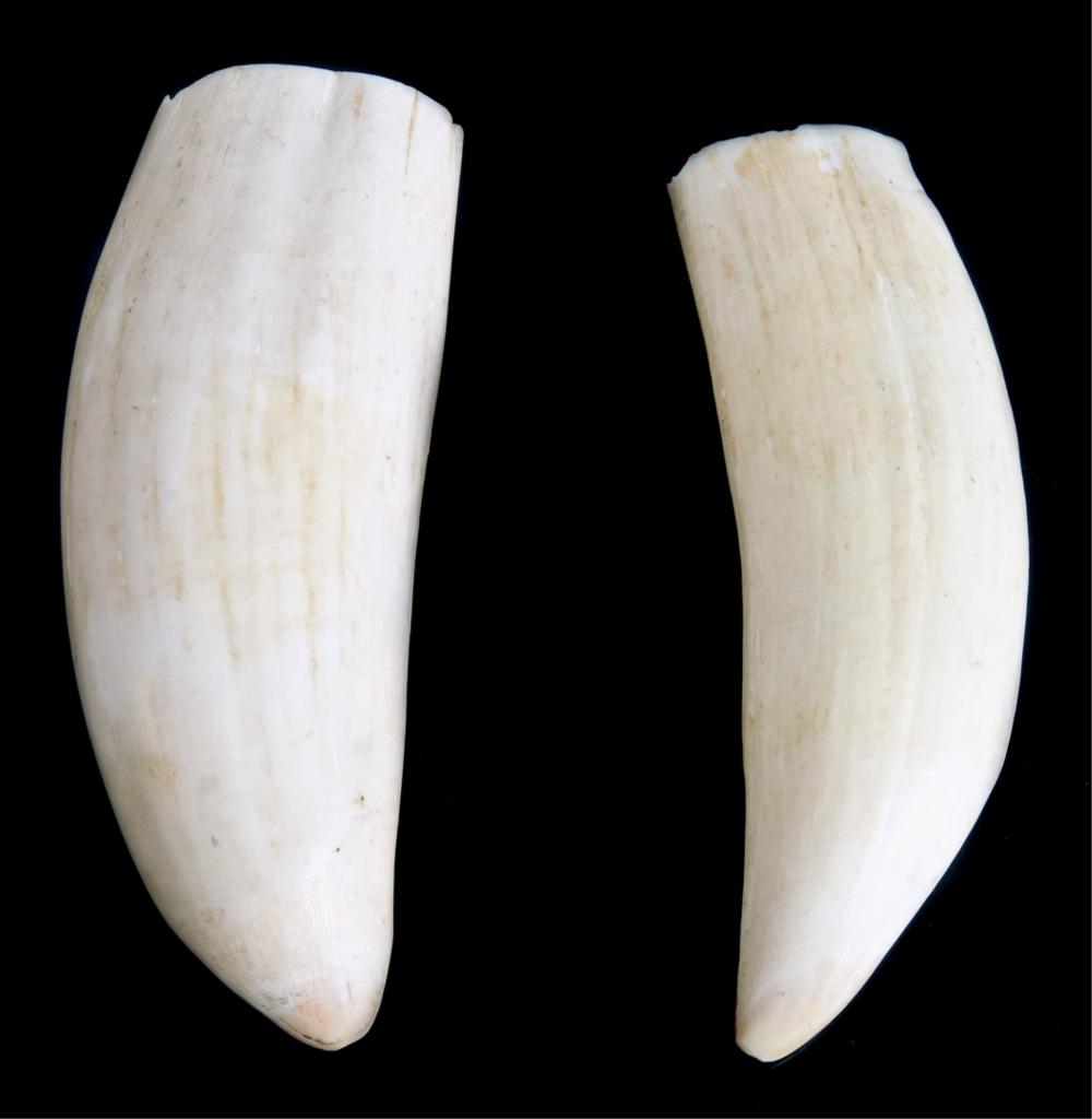 TWO SPERM WHALE TEETHTwo sperm