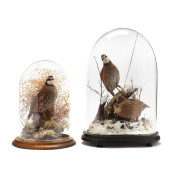 TWO TAXIDERMY DISPLAYS FEATURI