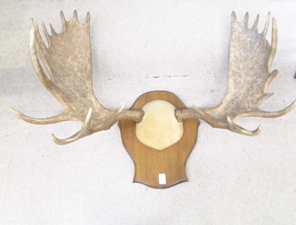 TWO TROPHY BULL MOOSE HORN RACKS,