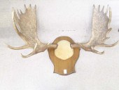 TWO TROPHY BULL MOOSE HORN RAC