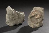 Two Very Rare Fossilized Ammon