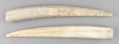 * TWO WALRUS TUSKS LENGTHS APP
