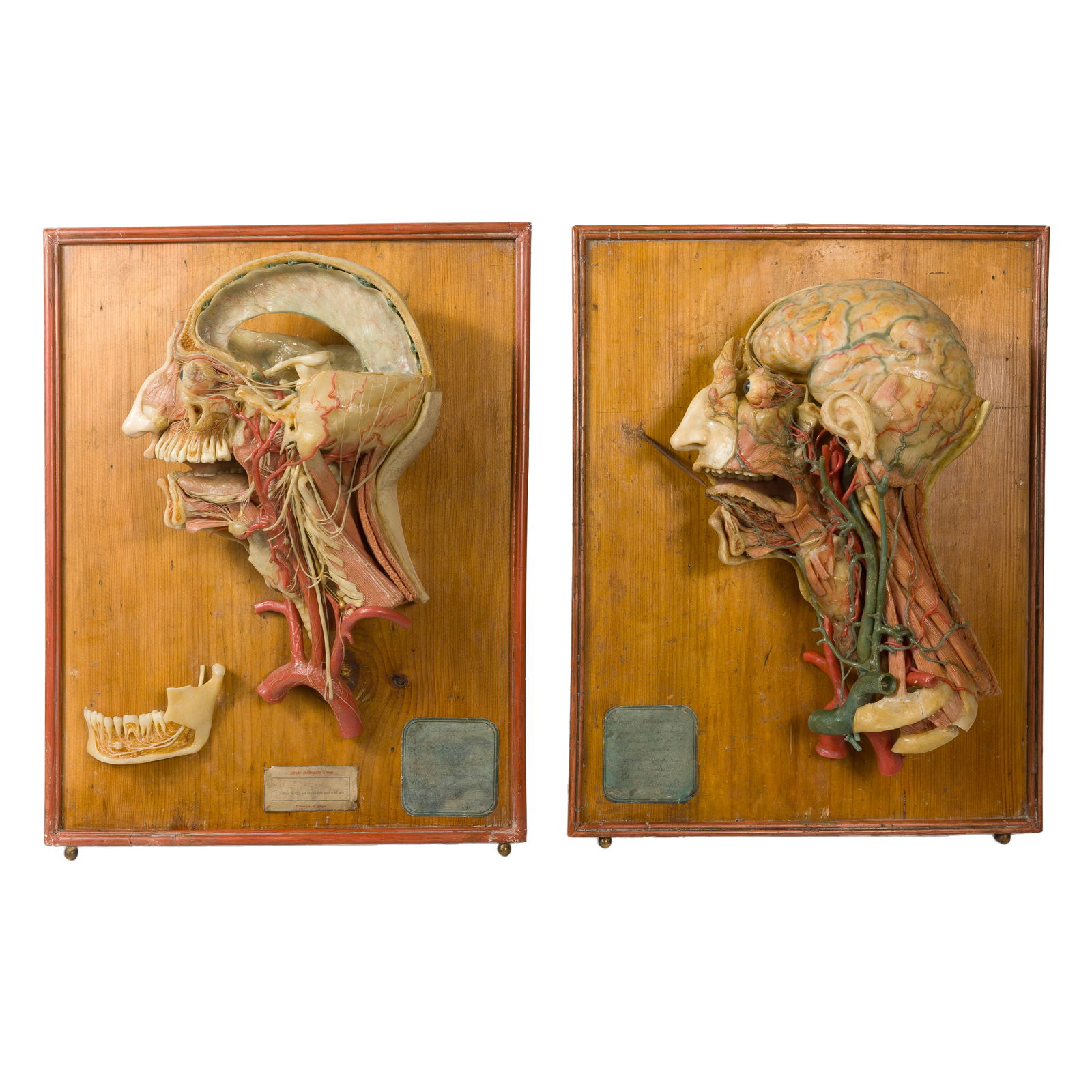 TWO WAX ANATOMICAL MODELS OF