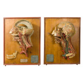 TWO WAX ANATOMICAL MODELS OF D