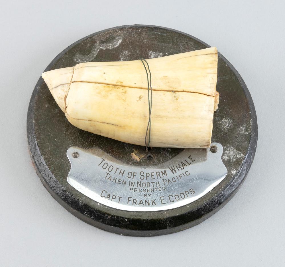 * UNENGRAVED WHALE'S TOOTH 20TH