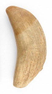 * UNENGRAVED WHALE'S TOOTH LEN