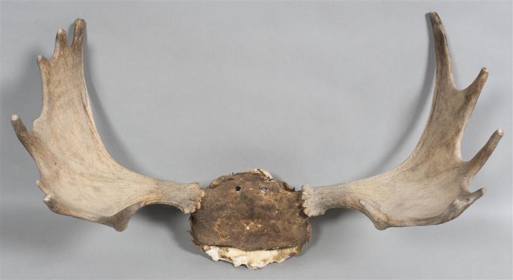 UNMOUNTED MOOSE RACK, 13 TINES,
