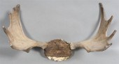 UNMOUNTED MOOSE RACK, 13 TINES